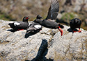 Cepphus columba